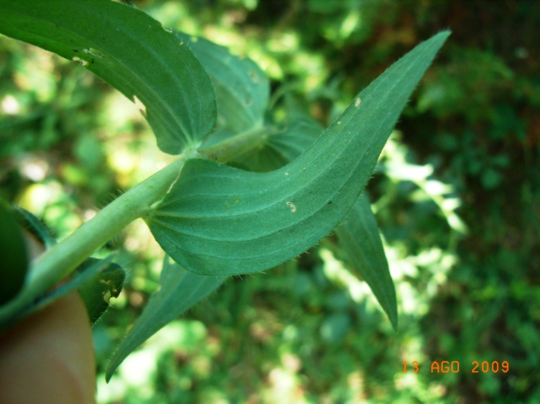 Linum viscosum